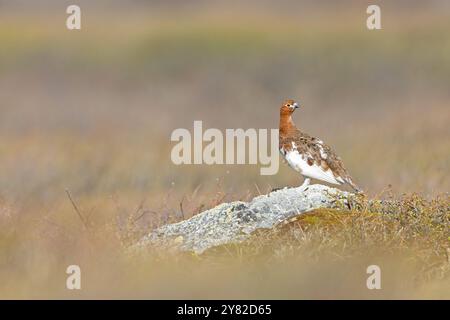 A male willow ptarmigan (Lagopus lagopus) perched on a rock. Stock Photo