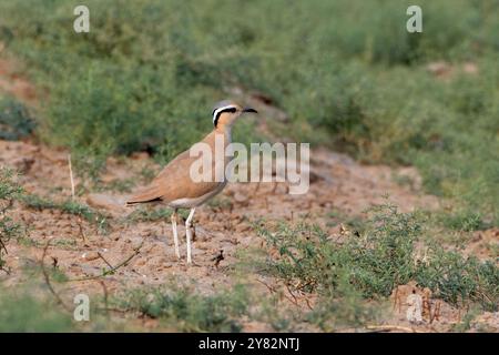 cream-colored courser (Cursorius cursor) at desert national park in Rajasthan, India Stock Photo