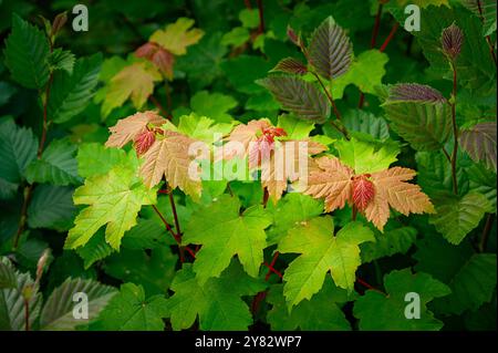 Vibrant green and golden leaves interplay in a lush forest, showcasing nature's beauty as autumn colors begin to emerge. Stock Photo