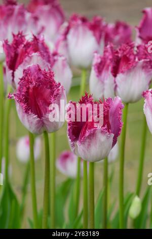 Tulip Eyelash, tulipa eyelash, two-tone, fringed tulip, soft white flowers, purple-pink fringe on the upper section of the petals Stock Photo