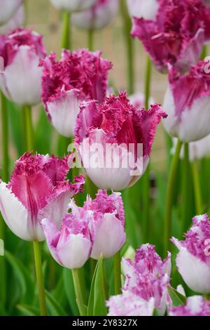 Tulip Eyelash, tulipa eyelash, two-tone, fringed tulip, soft white flowers, purple-pink fringe on the upper section of the petals Stock Photo