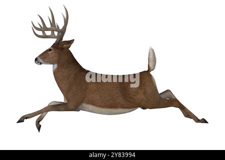 The herbivorous White-tailed deer lives in North and South America and is an abundant species. Stock Photo