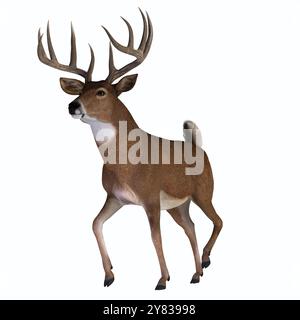 The herbivorous White-tailed deer lives in North and South America and is an abundant species. Stock Photo