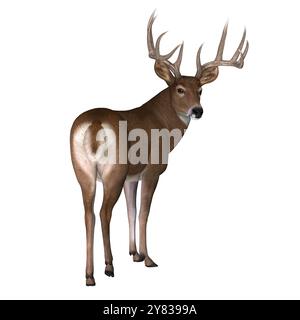 The herbivorous White-tailed deer lives in North and South America and is an abundant species. Stock Photo