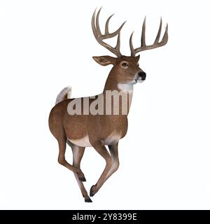 The herbivorous White-tailed deer lives in North and South America and is an abundant species. Stock Photo