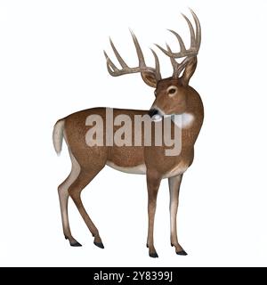 The herbivorous White-tailed deer lives in North and South America and is an abundant species. Stock Photo