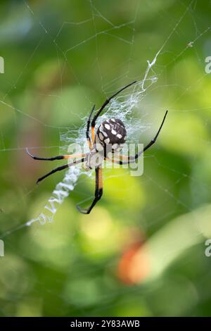 Yellow Garden Spider (Argiope aurantia) in her zigzag pattern web. Natural green background. Closeup. Stock Photo