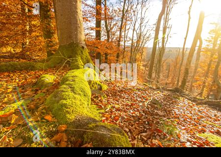 Moss-covered roots of an old tree in the autumnal forest at sunset Stock Photo