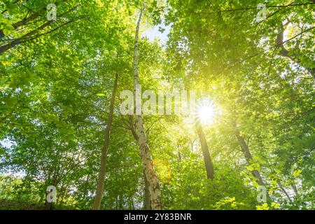 Birch tree in the lush green forest in spring with scenic sun rays Stock Photo