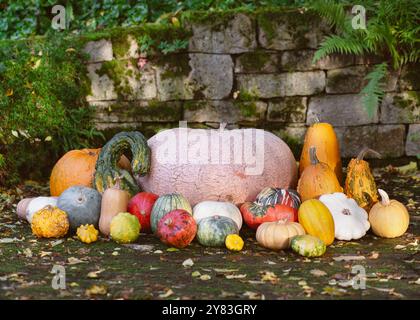 Harvest of colorful varied small and huge pumpkins and squashes on the garden wooden terrace. Gardening or harvesting concept. Stock Photo