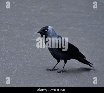 Close up view of an adult Jackdaw on a flat roof. Stock Photo