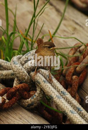 A female wren perched on a knotted rope at ground level. Stock Photo