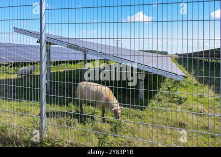 Sheep grazing under solar panels to keep the vegetation short on a field for production of renewable energy, agriculture and industry for photovoltaic Stock Photo