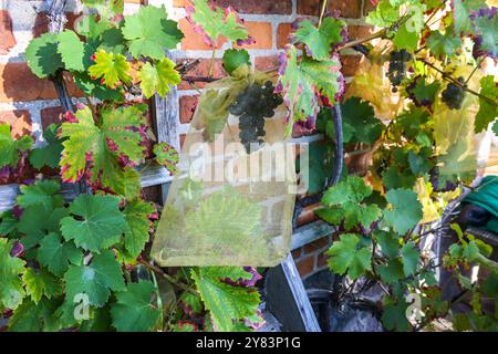 Vine on an old brick house wall with grapes in protective gauze bags to protect them from birds and insect pests such as wasps and vinegar flies, sele Stock Photo