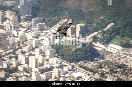 Black vulture (Coragyps atratus brasiliensis) flying high above Rio de Janeiro, viewed from Corcovado mountain Stock Photo