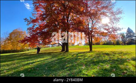 Couple taking a photo of the maple trees with leaves covered the ground in a public park Stock Photo