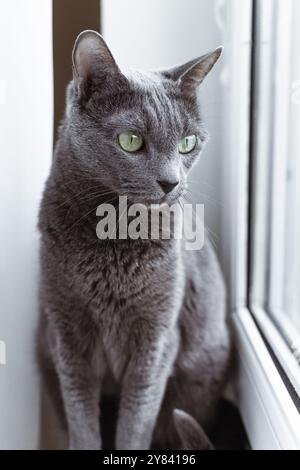 Portrait of Russian Blue Cat sitting on the windowsill Stock Photo