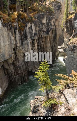 Incredible Maligne Canyon in Jasper National Park during spring time with unreal scenic Canadian views in the Rockies of Canada. Scenic nature view. Stock Photo