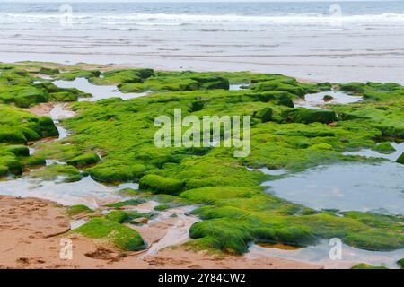 mossy covered rocks by the sea Stock Photo