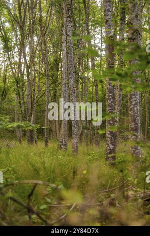 Densely standing tree trunks create a gloomy atmosphere in the forest, Calw, Black Forest, Germany, Europe Stock Photo