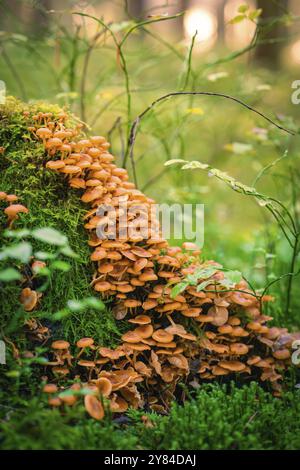 A large number of small brown mushrooms growing close together on a moss-covered tree trunk, Calw, Black Forest, Germany, Europe Stock Photo