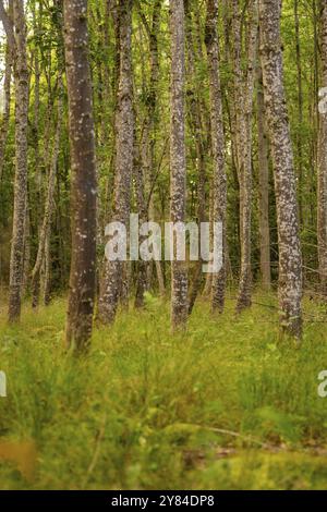 Dense tree trunks in the green forest create a peaceful atmosphere, Calw, Black Forest, Germany, Europe Stock Photo