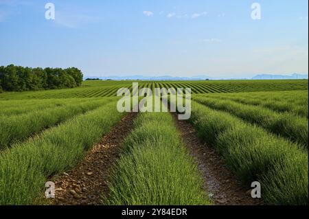 Extensive lavender field (Lavandula), blue sky and trees in the background, summer, Valensole, Alpes-de-Haute-Provence, Provence-Alpes-Cote d'Azur, Fr Stock Photo