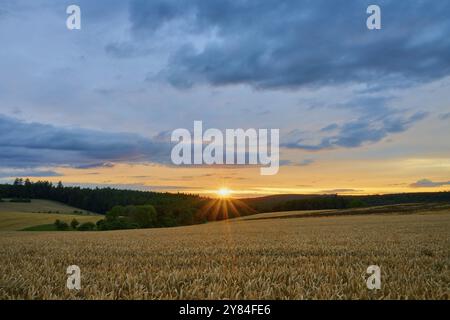 A wheat field (Triticum), in the foreground, surrounded by forest under an evening sky with clouds and a sunset, summer, Grossheubach, Miltenberg, Spe Stock Photo