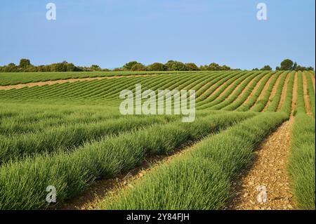 Extensive lavender field (Lavandula), blue sky and trees in the background, summer, Valensole, Alpes-de-Haute-Provence, Provence-Alpes-Cote d'Azur, Fr Stock Photo