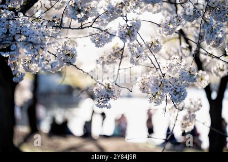 Cherry Blossoms, Tidal Basin, Washington DC | Cherry blossoms, Tidal Basin, Washington, D.C. in late afternoon light. Color photograph showing white blossoms on branches with blurred visitors in the background. 2024. Stock Photo