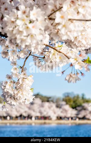 Cherry Blossoms with the Tidal Basin in Washington DC | WASHINGTON D.C., United States — White Yoshino cherry blossoms arc over the calm Tidal Basin at sunrise, with rows of blooming trees ringing the water's edge in the distance. Descended from a 1912 gift of over 3,000 trees from Tokyo, the blossoms form the centerpiece of the National Cherry Blossom Festival, held each spring around this same shoreline. Stock Photo
