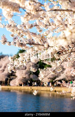 Cherry Blossoms Tidal Basin Washington DC | WASHINGTON D.C., United States — Yoshino cherry blossoms hang thick over the Tidal Basin, framing rows of trees in full bloom along the water's edge. The Yoshino, or Somei-Yoshino, is the dominant cultivar among the 3,020 trees Japan gave Washington in 1912, a gift that now anchors the annual National Cherry Blossom Festival. Stock Photo