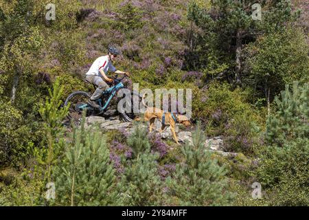 Mountain biker and traildog, Vizslar dog running next to bike on a bike trail, Laggan Wolftrax Centre, Laggan, Highlands, Scotland, United Kingdom, Eu Stock Photo