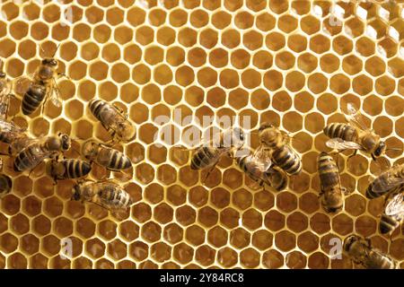 Bees on honeycombs with honey close-up Stock Photo