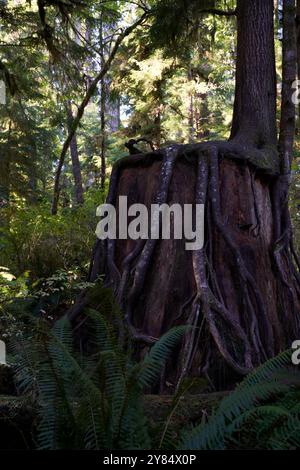 Nurse log found on a hike along the Quinault Trail in the Olympic National Park. Photo depicts roots from the younger tree wrapped around a stump. Stock Photo