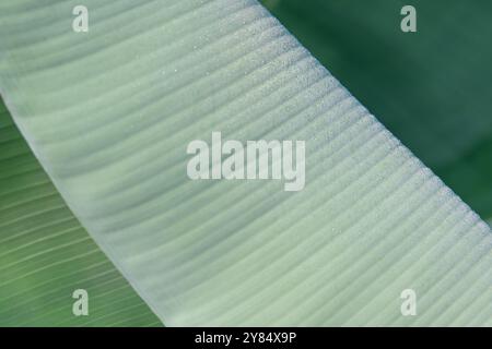 Closeup of the dew covered folded leaf of a banana plant on a summer morning. Stock Photo