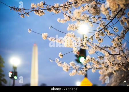Washington Monument Cherry Blossoms Blue Hour Spring / WASHINGTON D.C., United States — Yoshino cherry blossoms frame the Washington Monument at blue hour near the Tidal Basin, the obelisk visible in soft focus behind street lights and traffic signals. The 3,020 trees Japan gave Washington in 1912 — predominantly Yoshino — bloom before their leaves emerge, a botanical trait that concentrates the spectacle into a window of roughly two weeks each spring. Stock Photo