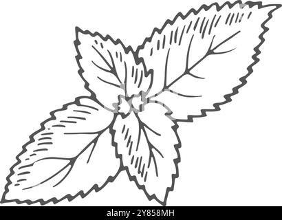 Mint leaves engraving. Aroma herb cooking ingredient Stock Vector