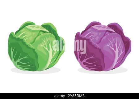 Vector Flat Cartoon Style Colorful Cabbage Set. Detailed Green and Purple Cabbage Head Illustration. Vegetable Icons. Cartoon Colorful Cabbage Stock Vector