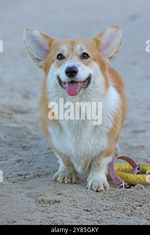 Cute pembroke welsh corgi having fun on the beach with sand Stock Photo