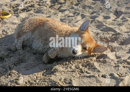 Cute pembroke welsh corgi having fun on the beach with sand Stock Photo