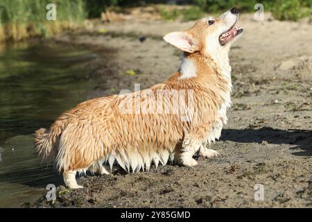 Cute pembroke welsh corgi having fun on the beach with sand Stock Photo