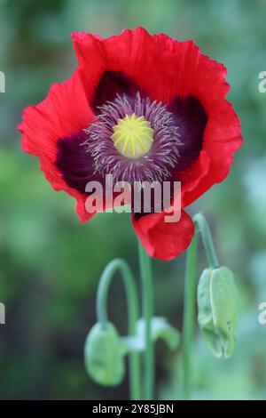 Close up of a bright red poppy in sunshine Stock Photo