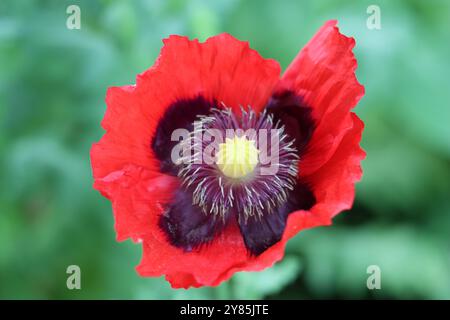 Close up of a bright red poppy in sunshine Stock Photo