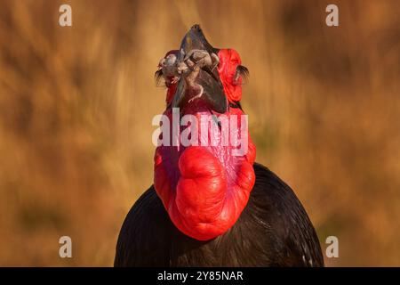 Frog in the bird bill. Southern ground-hornbill, Bucorvus leadbeateri, largest hornbill world. Black bird with red face walking in the green grass. An Stock Photo