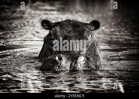 Black and white art Africa picture. Hippo haed in the water, Khwai River in Botswana. Widlife nature. African Hippopotamus, Hippopotamus amphibius cap Stock Photo