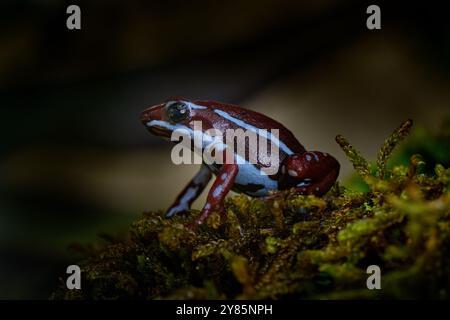 Anthony's poison arrow dart frog, Epipedobates anthonyi, around the Rio Saladillo, Argentina. Blue and dark red poison amphibian in the nature habitat Stock Photo