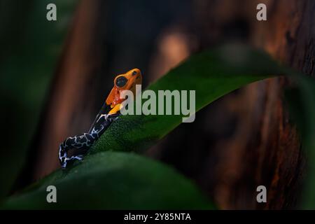 Ranitomeya fantastica Caynarachi, Red-headed poison frog in the nature forest habitat. Dendrobates  frog from endemic Peru, Alto Caynarachi. Beautiful Stock Photo