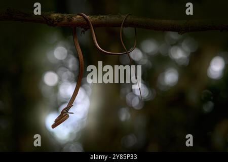 Oxybelis koehleri, Köhler's vine snake, viper looks like shoelace. Slim slader snek with open mouth muzzle. Angry reptile in nature habitat, dark gree Stock Photo