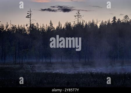 Find the fox in the nigth. Dark taiga with fog near the lake, Finland, Europe. Stock Photo